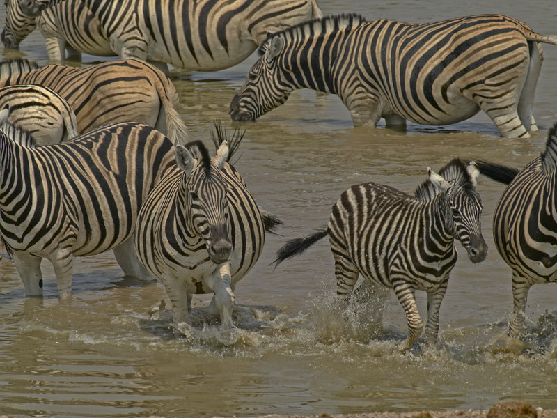 Okaukuejo, Zebra